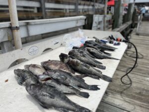 Bottom fishing charleston sc